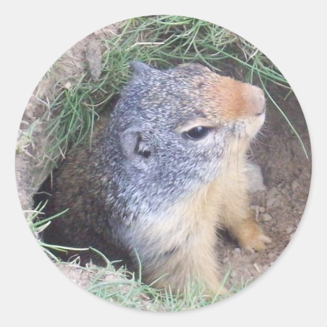 Groundhog Classic Round Sticker (Front)