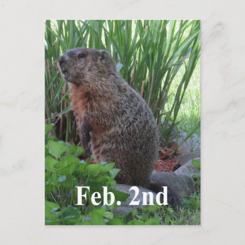Groundhog Day Postcard
