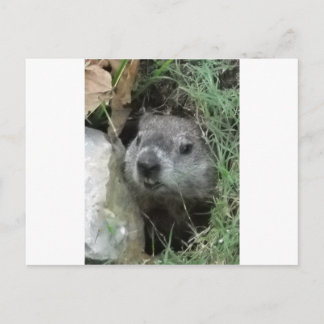 Groundhog Day Postcard