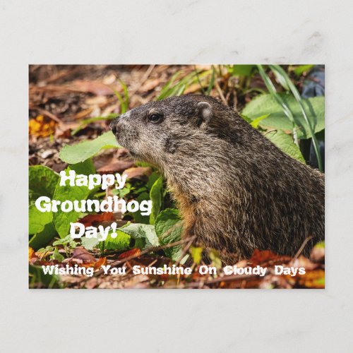 Groundhog Day Postcard