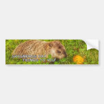 Groundhog Day tidings to you! bumper sticker