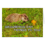 Groundhog Day tidings to you! greeting cards