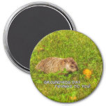 Groundhog Day tidings to you! magnet