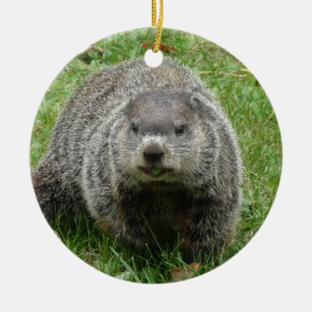 Groundhog eating ceramic ornament (Front)
