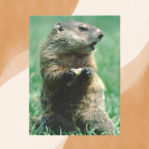 Groundhog Eating Peanut Postcard