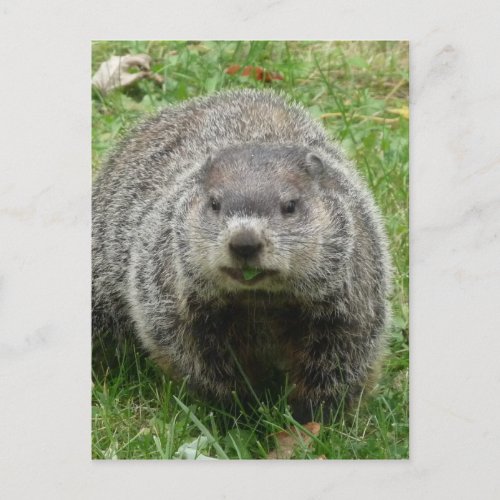 Groundhog eating postcard