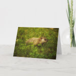 Groundhog in a field greeting card