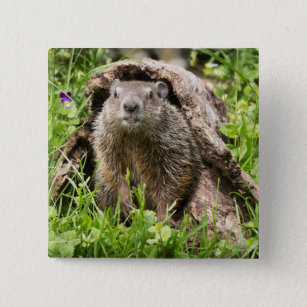 Groundhog in a Hollow Log Button
