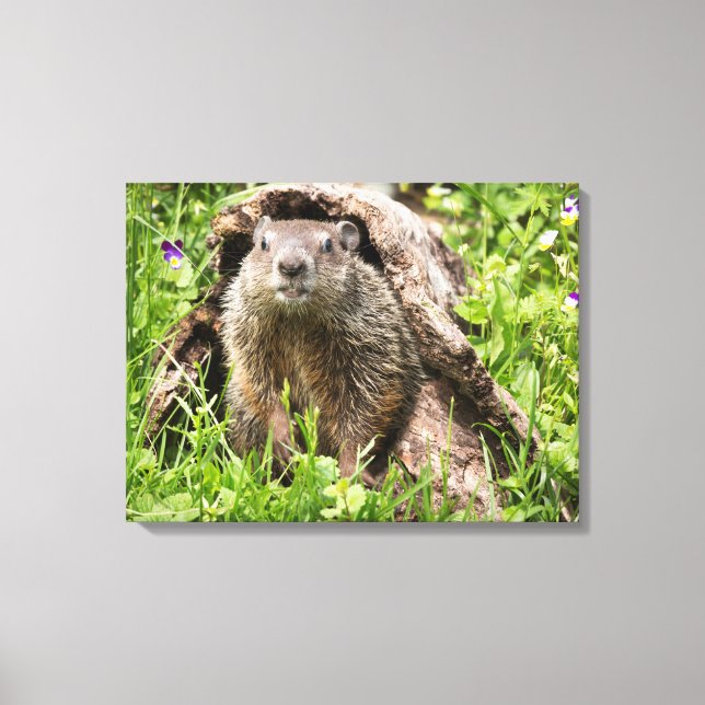 Groundhog in a Hollow Log Canvas Print (Front)