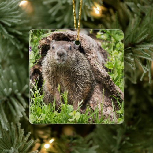 Groundhog in a Hollow Log Ceramic Ornament
