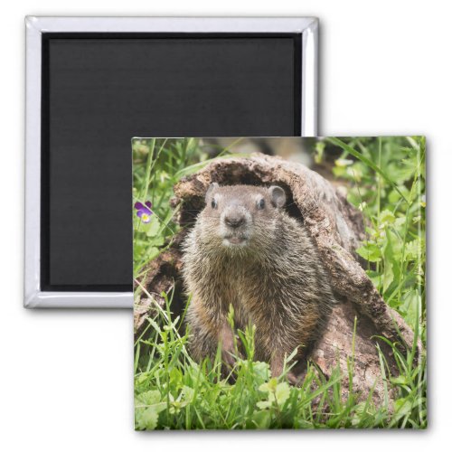 Groundhog in a Hollow Log Magnet