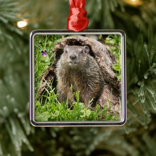 Groundhog in a Hollow Log Metal Ornament (Tree)