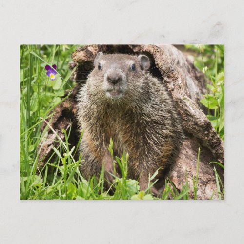 Groundhog in a Hollow Log Postcard