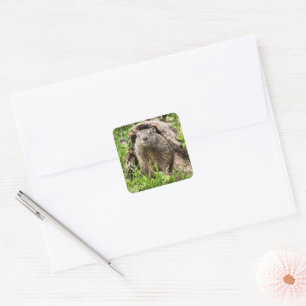 Groundhog in a Hollow Log Square Sticker