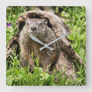 Groundhog in a Hollow Log Square Wall Clock