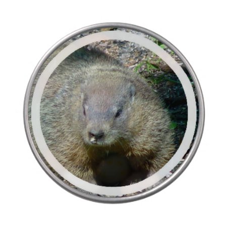 Groundhog Jelly Belly Tin