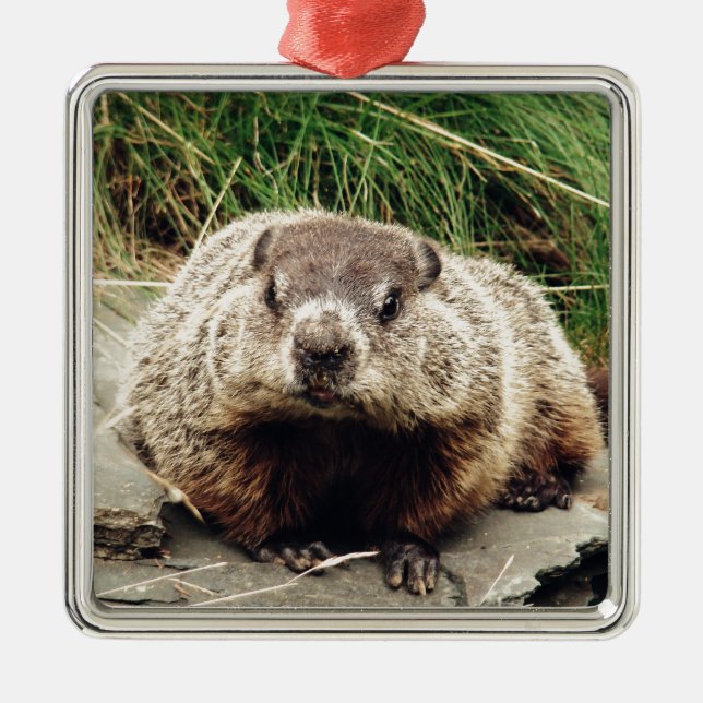 Groundhog Metal Ornament (Front)