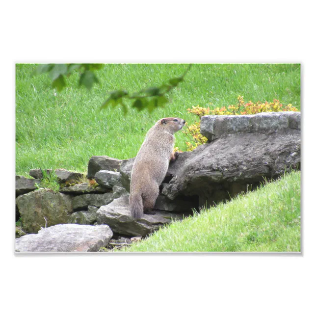 Groundhog on Rocks Photo Print Poster Zazzle