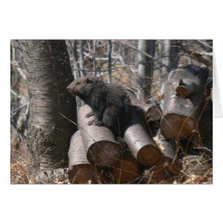 Groundhog on Woodpile Card
