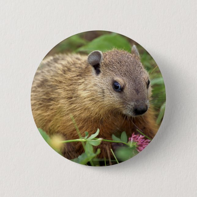 Groundhog Pinback Button (Front)