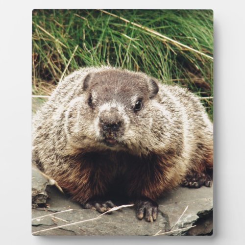 Groundhog Plaque