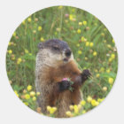 Celebrate Groundhog Day Sticker | Zazzle.com