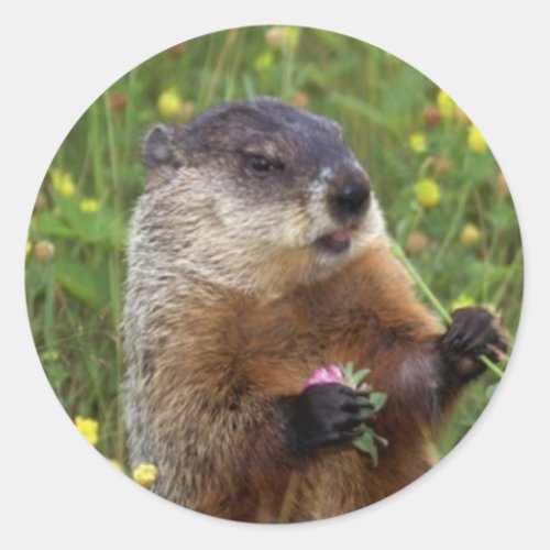 Groundhog Pose Sticker _ Closer