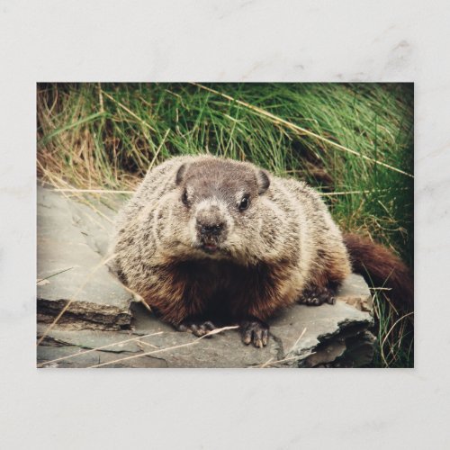 Groundhog Postcard