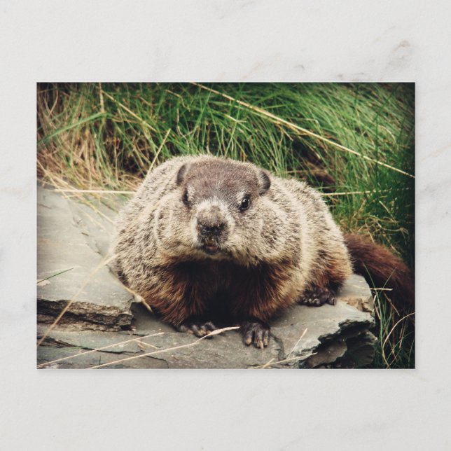 Groundhog Postcard (Front)