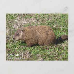 Groundhog Postcard