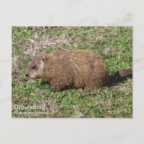 Groundhog Postcard