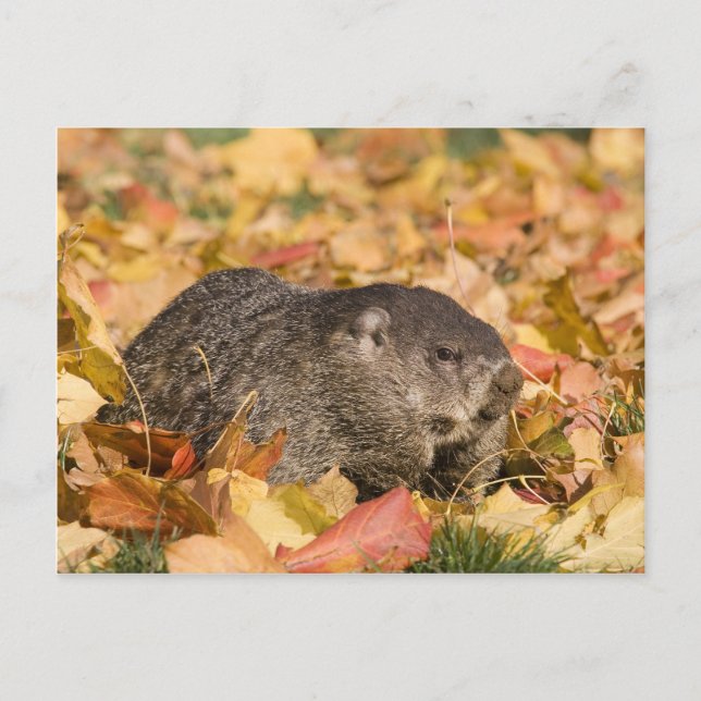 Groundhog Postcard (Front)