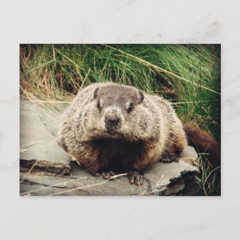 Groundhog Postcard by Zinvolle at Zazzle