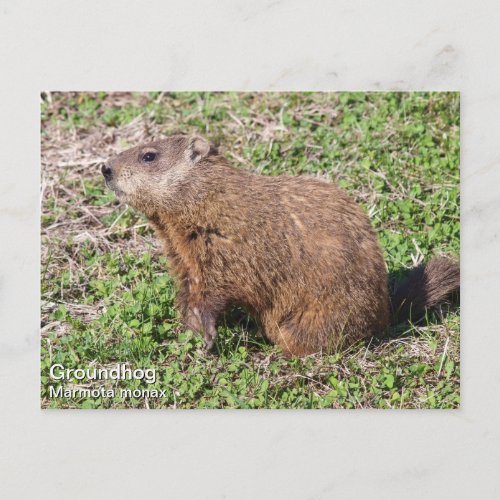 Groundhog Postcard