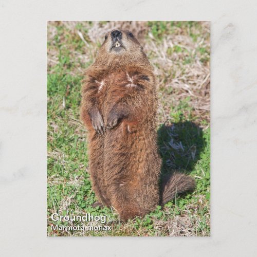 Groundhog Postcard