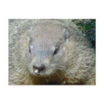 Groundhog Postcard