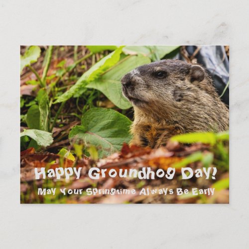 Groundhog Springtime Postcard