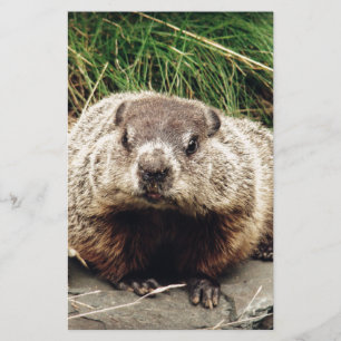 Groundhog Stationery