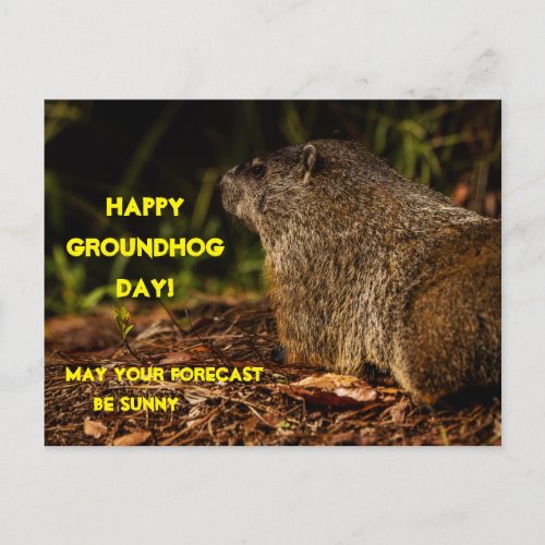 Groundhog  Sunny Postcard