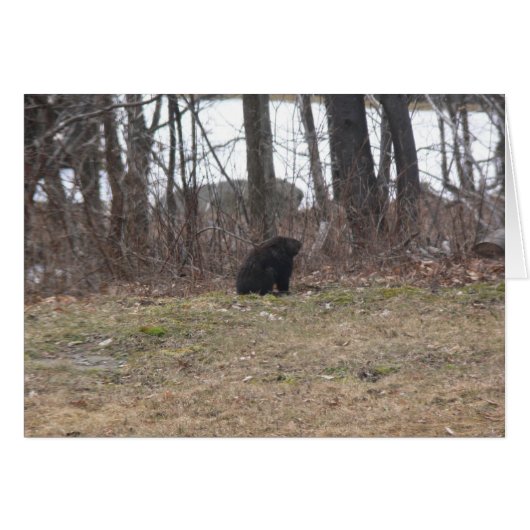 Groundhog Surveys the Scene Cards (Front Horizontal)