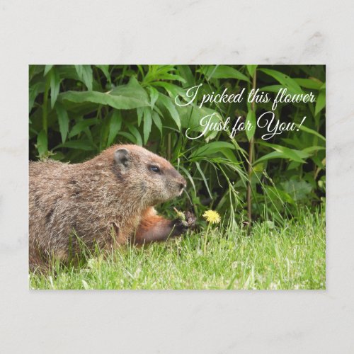 GroundhogWoodchuck delivers flower Postcard