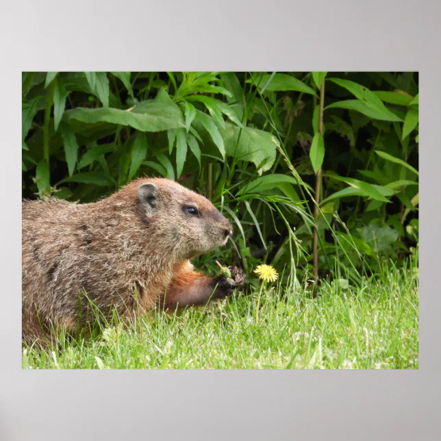 Groundhog / Woodchuck Holding a Dandelion Poster | Zazzle