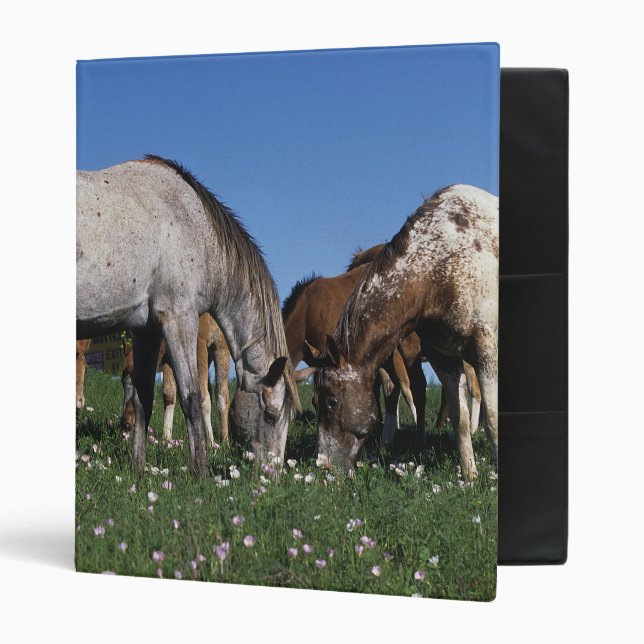 Group of Appaloosa Horses Grazing 3 Ring Binder (Front/Inside)