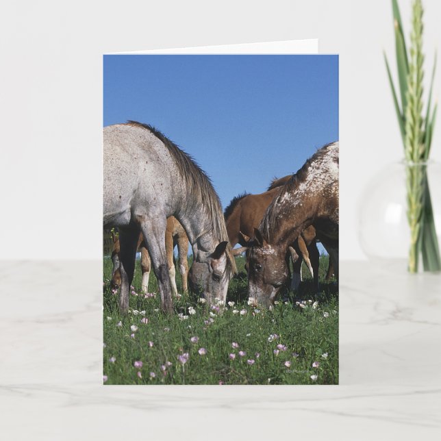 Group of Appaloosa Horses Grazing Card (Front)