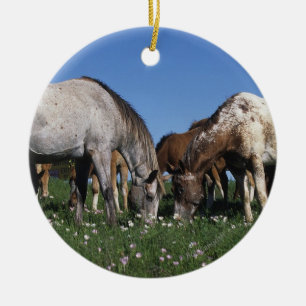 Group of Appaloosa Horses Grazing Ceramic Ornament