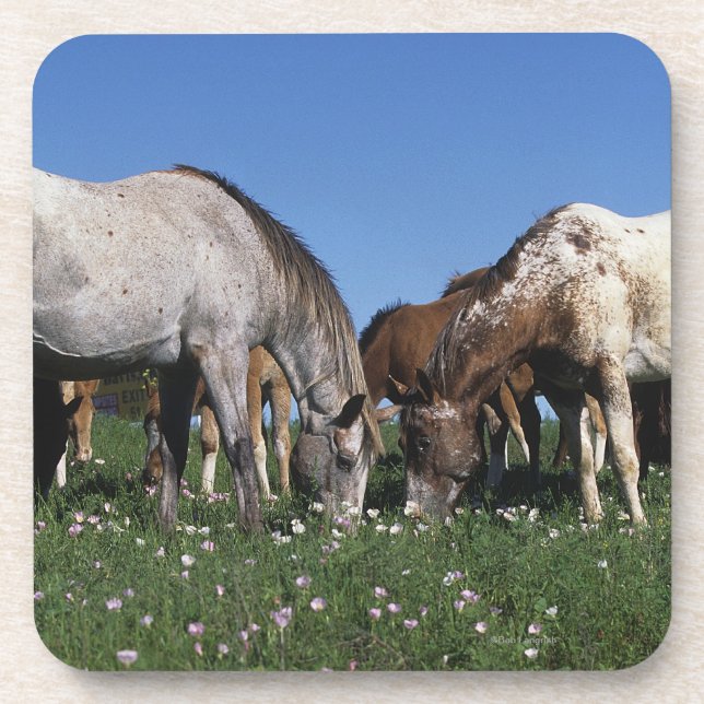 Group of Appaloosa Horses Grazing Coaster (Front)