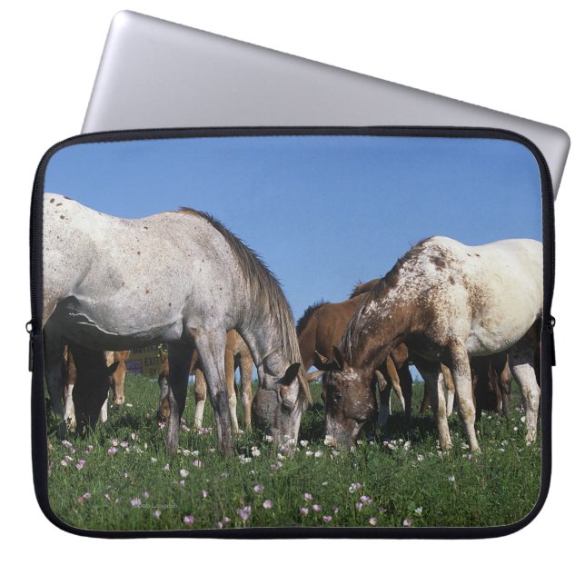 Group of Appaloosa Horses Grazing Laptop Sleeve (Front)
