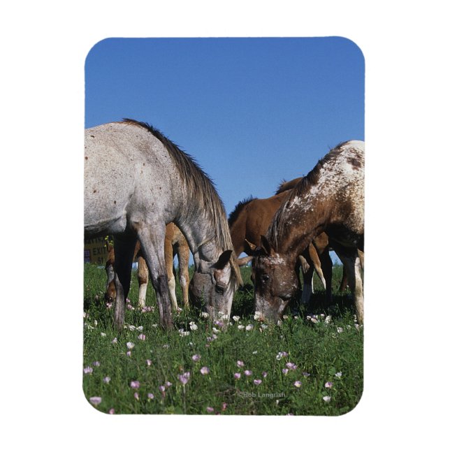 Group of Appaloosa Horses Grazing Magnet (Vertical)