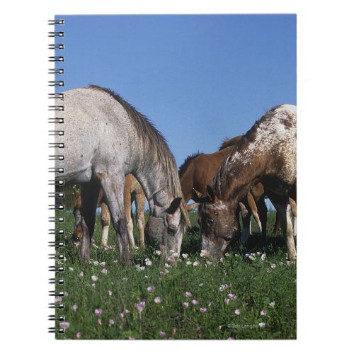 Group of Appaloosa Horses Grazing Notebook