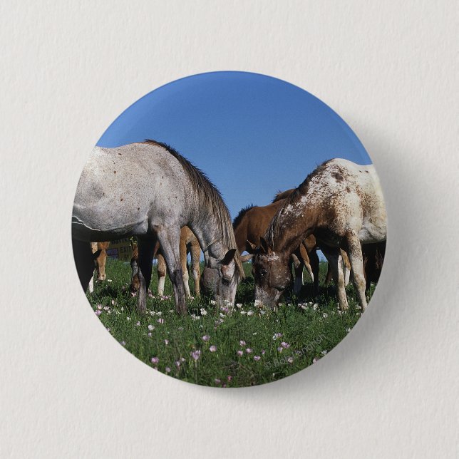 Group of Appaloosa Horses Grazing Pinback Button (Front)